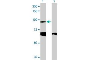Western Blot analysis of CDH19 expression in transfected 293T cell line by CDH19 MaxPab polyclonal antibody. (CDH19 anticorps  (AA 1-772))