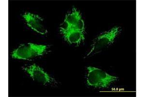 Immunofluorescence of purified MaxPab antibody to COX6B1 on HepG2 cell.