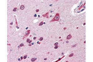 Anti-QSOX2 antibody IHC of human brain, cortex. (QSOX2 anticorps  (Internal Region))