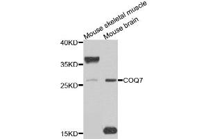 Western blot analysis of extracts of mouse skeletal muscle, using COQ7 antibody. (Coq7 anticorps)