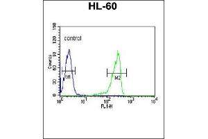 CN3 Antibody (C-term) 9817b flow cytometric analysis of HL-60 cells (right histogram) compared to a negative control cell (left histogram). (Calpain 3 anticorps  (C-Term))