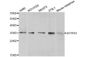 Western blot analysis of extracts of various cell lines, using SFTPA1 antibody.
