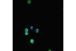 Immunofluorescent analysis of HepG2 cells using ABIN7177710 at dilution of 1:100 and Alexa Fluor 488-congugated AffiniPure Goat Anti-Rabbit IgG(H+L)