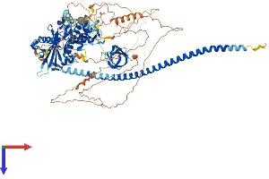 AlphaFold protein structure predicition of Mouse Recombinant Ccar2 Protein, UniprotID Q8VDP4
