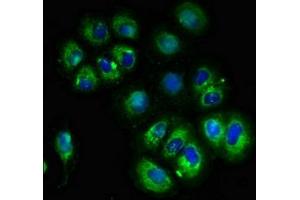 Immunofluorescent analysis of A549 cells using ABIN7175571 at dilution of 1:100 and Alexa Fluor 488-congugated AffiniPure Goat Anti-Rabbit IgG(H+L) (CACNG3 anticorps  (AA 235-315))