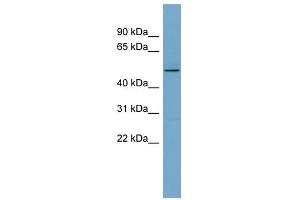 TCP11 antibody used at 1 ug/ml to detect target protein. (TCP11 anticorps)