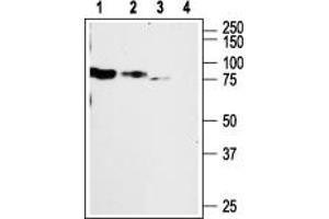 Purinergic Receptor P2X, Ligand Gated Ion Channel 2 (P2RX2) peptide