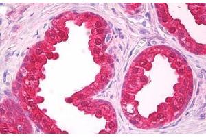 Anti-NOL3 antibody IHC staining of human prostate. (NOL3 anticorps  (AA 191-208))
