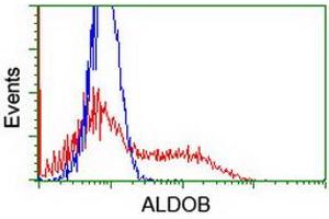 Image no. 2 for anti-Aldolase B, Fructose-Bisphosphate (ALDOB) antibody (ABIN1496607)