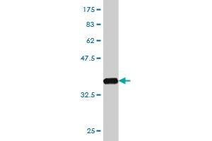 Western Blot detection against Immunogen (37. (GPR84 anticorps  (AA 208-316))