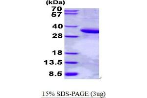Image no. 1 for phospholipid Scramblase 1 (PLSCR1) protein (His tag) (ABIN7280010)