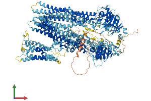 AlphaFold protein structure predicition of Mouse Recombinant Abcc2 Protein, UniprotID Q8VI47
