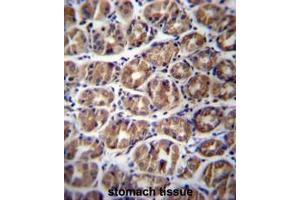 GPM6A Antibody (C-term) immunohistochemistry analysis in formalin fixed and paraffin embedded human stomach tissue followed by peroxidase conjugation of the secondary antibody and DAB staining. (GPM6A anticorps  (C-Term))