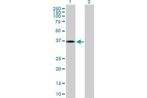 Western Blot analysis of INHBE expression in transfected 293T cell line by INHBE MaxPab polyclonal antibody. (INHBE anticorps  (AA 21-350))