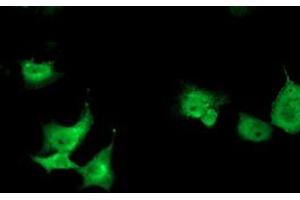 Anti-TOMM34 mouse monoclonal antibody (ABIN2454712) immunofluorescent staining of COS7 cells transiently transfected by pCMV6-ENTRY TOMM34 (RC201083). (TOMM34 anticorps)