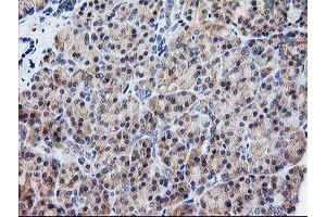 Immunohistochemical staining of paraffin-embedded Human pancreas tissue using anti-ATG3 mouse monoclonal antibody. (ATG3 anticorps)