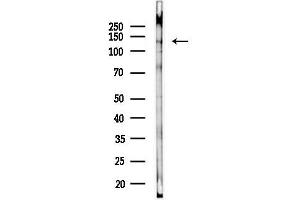 anti-Coatomer Protein Complex, Subunit alpha (COPA) antibody