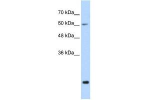 FUS antibody used at 0. (FUS anticorps  (N-Term))