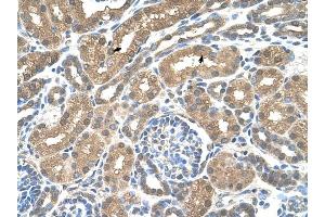 SLC16A8 antibody was used for immunohistochemistry at a concentration of 4-8 ug/ml to stain Epithelial cells of renal tubule (arrows) in Human Kidney. (MCT3 anticorps)