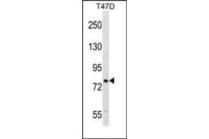 Western blot analysis of SEL1L Antibody (N-term) Cat. (SEL1L anticorps  (N-Term))