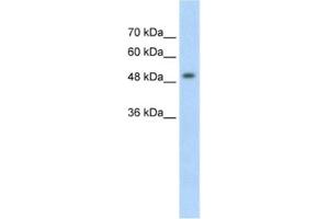 Western Blotting (WB) image for anti-Methyl CpG Binding Protein 2 (MECP2) antibody (ABIN2462717) (MECP2 anticorps)