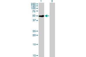Western Blot analysis of CD48 expression in transfected 293T cell line by CD48 MaxPab rabbit polyclonal antibody. (CD48 anticorps  (AA 1-243))