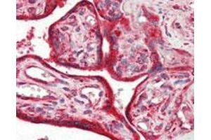 Immunohistochemical analysis of paraffin-embedded human placenta tissue using CALR monoclonal antibody, clone 1G6A7 . (Calreticulin anticorps)