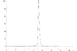 The purity of Biotinylated Human IL-1R3 is greater than 95 % as determined by SEC-HPLC.