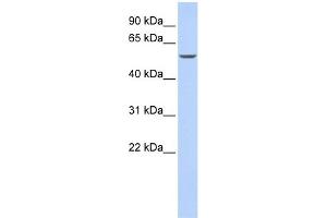 WB Suggested Anti-GATA6 Antibody Titration:  0. (GATA6 anticorps  (N-Term))