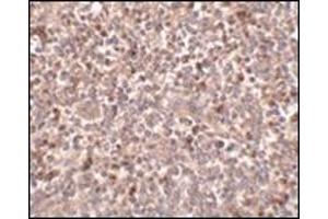 Immunohistochemistry of PIGY in human spleen tissue with this product at 2. (PIGY anticorps  (C-Term))