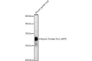 Western blot analysis of extracts of Mouse spinal cord, using Myelin Protein Zero (MPZ) antibody (ABIN3022393, ABIN3022394, ABIN1513218 and ABIN6218782) at 1:1000 dilution. (MPZ anticorps)