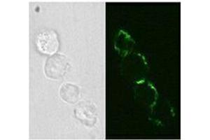 Immunofluorescence (IF) image for anti-Neural Cell Adhesion Molecule 1 (NCAM1) antibody (Biotin) (ABIN2661117) (CD56 anticorps  (Biotin))
