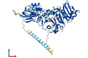 AlphaFold protein structure predicition of Human Recombinant POMGNT1 Protein, UniprotID Q8WZA1