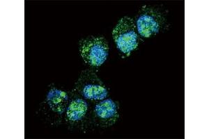 Confocal immunofluorescent analysis of PGP9. (UCHL1 anticorps  (AA 16-46))
