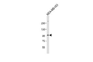 Anti-ZBTB49 Antibody (N-term) at 1:1000 dilution + MDA-MB-453 whole cell lysate Lysates/proteins at 20 μg per lane. (ZBTB49 anticorps  (N-Term))