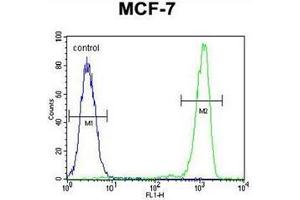 Flow cytometric analysis of MCF-7 cells using RABGAP1 Antibody (N-term) Cat. (RABGAP1 anticorps  (N-Term))