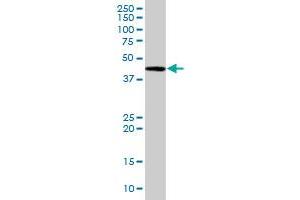 BAG5 MaxPab polyclonal antibody.