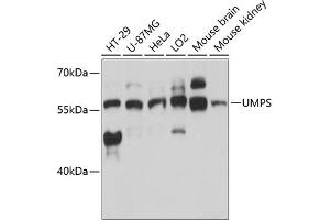 Western blot analysis of extracts of various cell lines, using UMPS antibody (ABIN6128901, ABIN6149927, ABIN6149929 and ABIN6217183) at 1:3000 dilution. (UMPS anticorps  (AA 100-260))