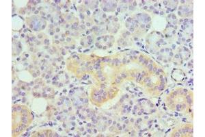 Immunohistochemistry of paraffin-embedded human pancreatic tissue using ABIN7173876 at dilution of 1:100
