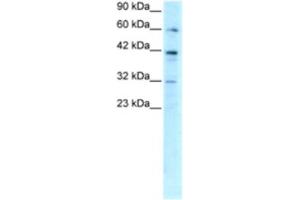 Western Blotting (WB) image for anti-E2F Transcription Factor 4, P107/p130-Binding (E2F4) antibody (ABIN2460194) (E2F4 anticorps)