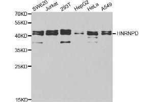 Western blot analysis of extracts of various cell lines, using HNRNPD antibody. (HNRNPD/AUF1 anticorps)