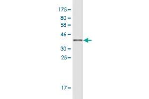 Western Blot detection against Immunogen (36.