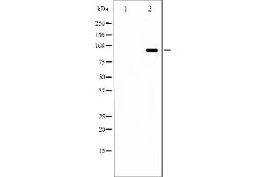 Western blot analysis of FKHRL1 phosphorylation expression in serum treated NIH-3T3 whole cell lysates,The lane on the left is treated with the antigen-specific peptide. (FOXO3 anticorps  (pSer253))