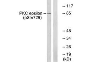 Western blot analysis of extracts from HeLa cells treated with PMA 125ng/ml 30', using PKC epsilon (Phospho-Ser729) Antibody. (PKC epsilon anticorps  (pSer729))