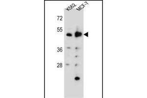 DNPEP Antibody (N-term) (ABIN655795 and ABIN2845225) western blot analysis in K562,MCF-7 cell line lysates (35 μg/lane). (Aspartyl Aminopeptidase anticorps  (N-Term))