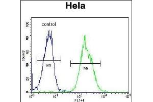 PRE1 Antibody (N-term) (ABIN652240 and ABIN2841004) flow cytometric analysis of Hela cells (right histogram) compared to a negative control cell (left histogram). (MAPRE1 anticorps  (N-Term))