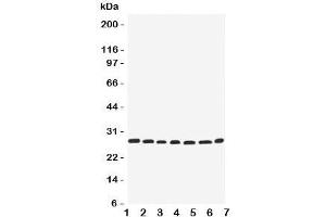 Western blot testing of EIF6 antbody; Lane 1: rat liver;  2: (r) kidney;  3: human COLO320;  4: (h) SW620;  5: (h) HeLa;  6: (h) 293T;  7: mouse HEPA cell lysate. (EIF6 anticorps  (Middle Region))