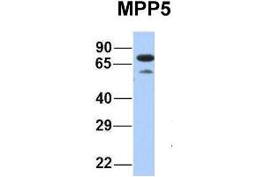 Host:  Rabbit  Target Name:  MPP5  Sample Type:  Human Fetal Heart  Antibody Dilution:  1. (MPP5 anticorps  (N-Term))