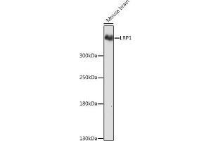 Western blot analysis of extracts of Mouse brain, using LRP1 Rabbit pAb (ABIN3021968, ABIN3021969, ABIN3021970 and ABIN6218530) at 1:1000 dilution. (LRP1 anticorps  (AA 20-270))