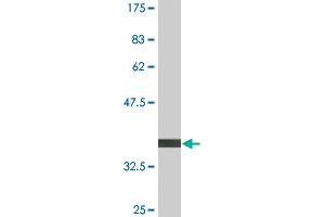 Western Blot detection against Immunogen (36. (FGGY anticorps  (AA 1-99))